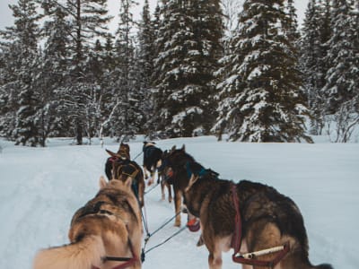 Half-day Dog Sledding Excursion in Sjåmoen near Mosjøen