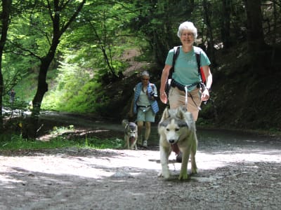 Hiking with Sled Dogs in the Bager forest at Oloron-Sainte-Marie, near Pau