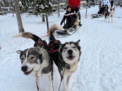 2-Day Lapland Adventure: Husky Safari, Snowmobiling, Northern Lights, and Ranua Zoo, from Rovaniemi