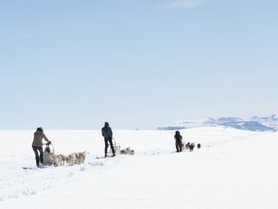 Hundeschlittentour für Anfänger auf Kvaløya von Tromsø aus