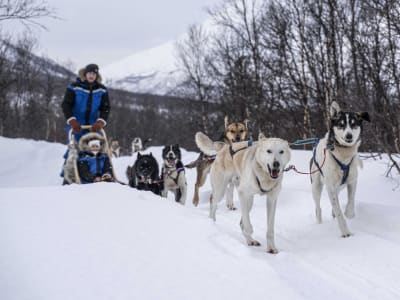 Excursion de conduite en chien de traîneau pour débutants au départ de Tromsø