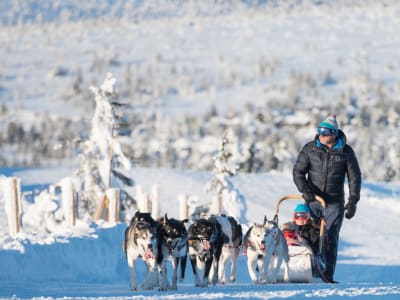 Nuit en chiens de traîneau à Sälen