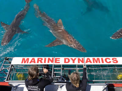 Shark Cage Diving in Dyer Island from Kleinbaai, near Gansbaai