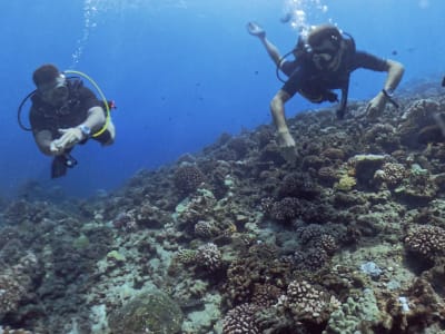 2 Tank Exploration Dive in Tahiti Iti, Tiarapu Peninsula