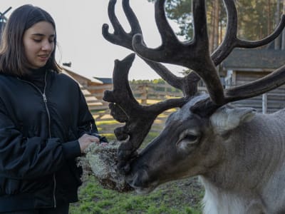 Besuch der Rentierfarm und des Ranua Wildlife Park von Rovaniemi aus