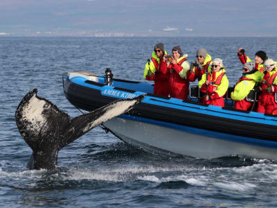 Whale Watching and Puffin Speedboat Tour from Húsavík
