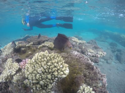Snorkelling in L'Étang-Salé Lagoon near Réunion’s Marine Reserve