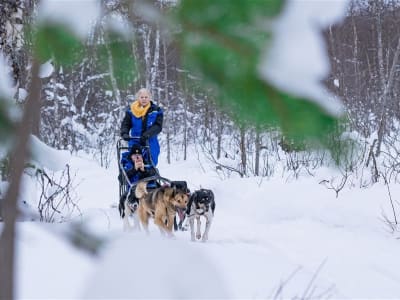 Conduite de chiens de traîneau niveau intermédiaire à Moen depuis Tromsø