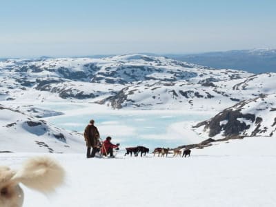 Self-Drive Dog Sledding & Camping Trip on Folgefonna Glacier in Jondal