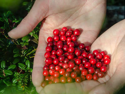 Arktische Beeren- und Pilzsammelwanderung in Rovaniemi