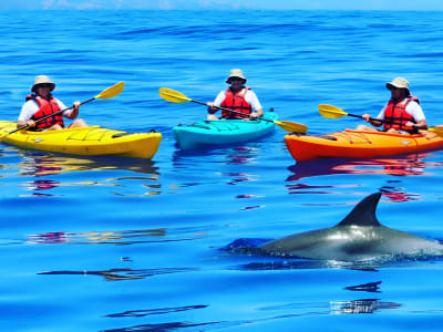 Kayak Excursion in Tamarin Bay to Meet the Dolphins, Mauritius