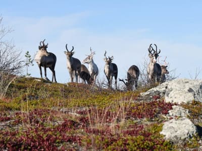 Excursión de pesca y visita a una granja de renos con almuerzo desde Levi