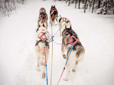 Excursion de conduite de chiens de traîneau à Fairbanks en Alaska