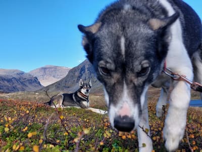 Randonnée en Husky autour de la vallée d'Abisko en Laponie suédoise