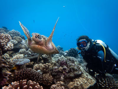Exploration Dives in Bora Bora, French Polynesia