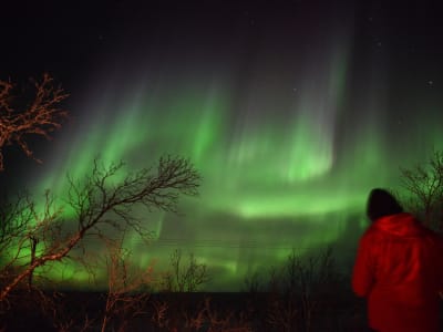 Aurore boréale et expérience de la nature arctique au départ d'Abisko