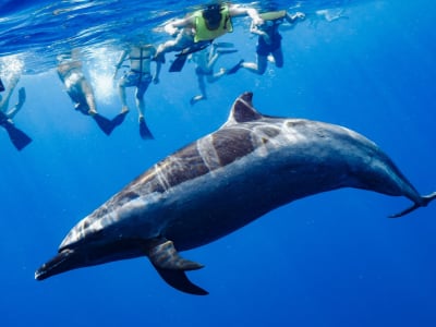 Nadar con delfines y tortugas salvajes en O'ahu  