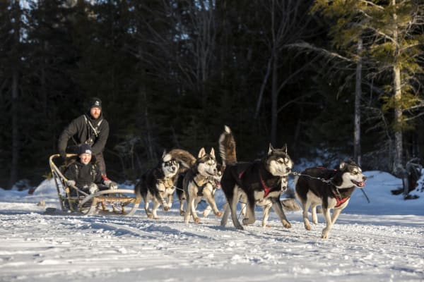 Chiens de traîneau à Montréal
