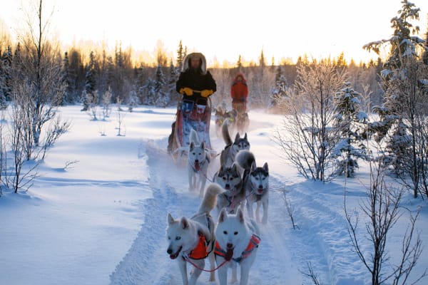 Chiens de traîneau à Strömsund