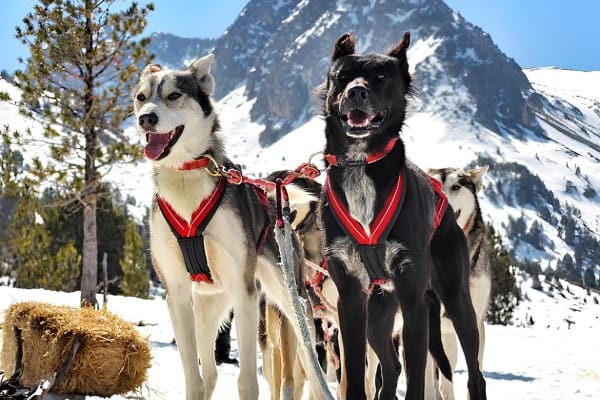 Chiens de traîneau à Andorre