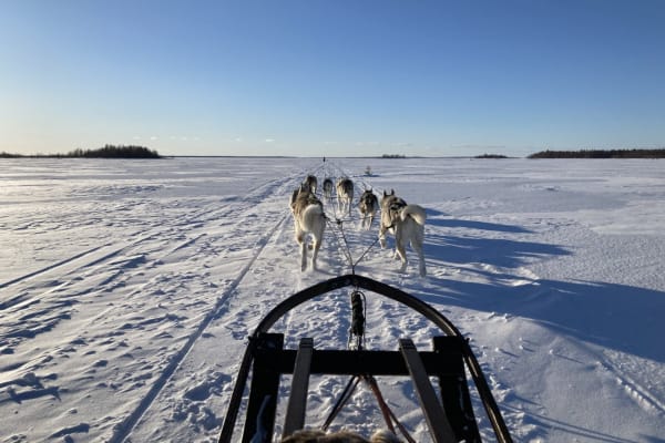 Chiens de traîneau à Haparanda