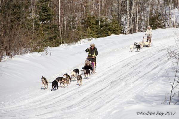 Chiens de traîneau à Saguenay-Lac Saint-Jean