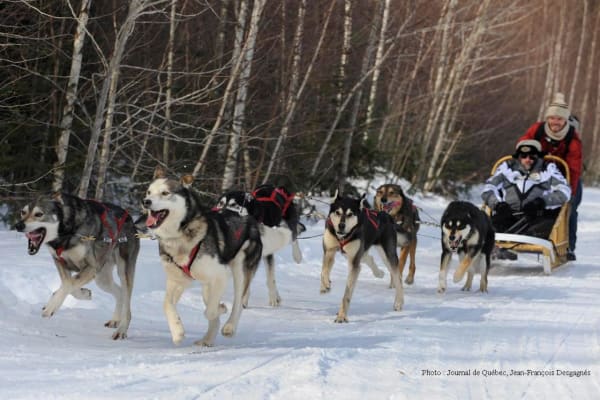 Chiens de traîneau à Québec (ville)