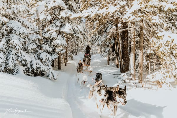 Chiens de traîneau à Gaspésie