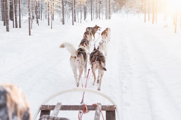Hundeschlittenfahrt in Dalarna