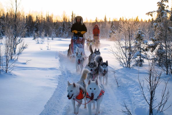 Chiens de traîneau à Strömsund