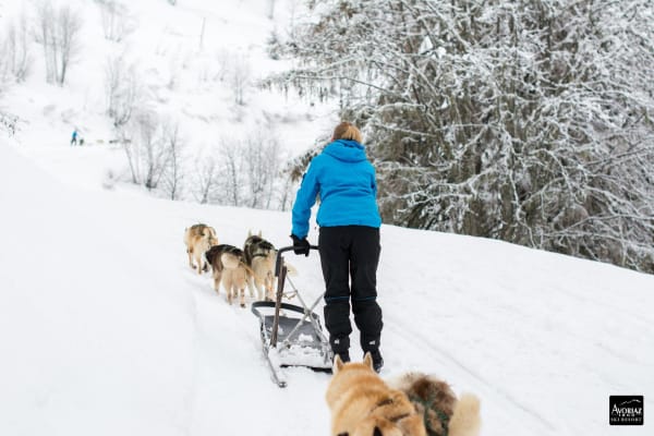 Initiation conduite de chiens de traîneau à Avoriaz, Portes du Soleil