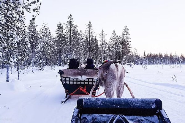 Reindeer Sledding in Pyha