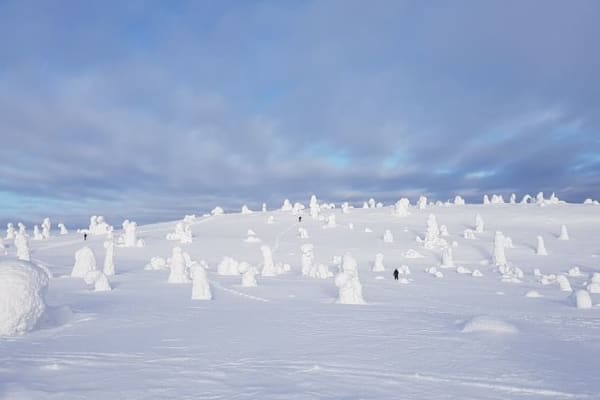 Excursion en raquettes au lever du soleil dans le parc national de Riisitunturi