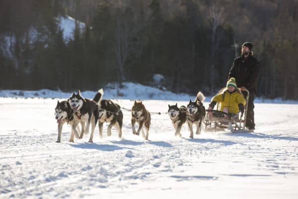 Chiens de traîneau à Montréal