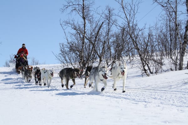 Chiens de traîneau à Abisko