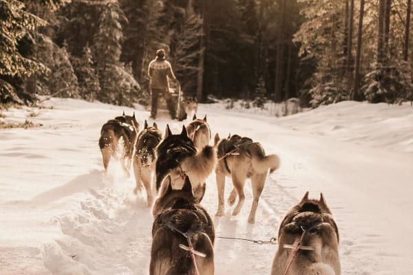 Self-Drive Dogsledding Safari in the Wilderness of Dalarna from Enviken