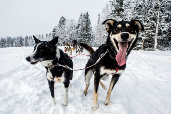 Hundeschlittenfahrt in Åre