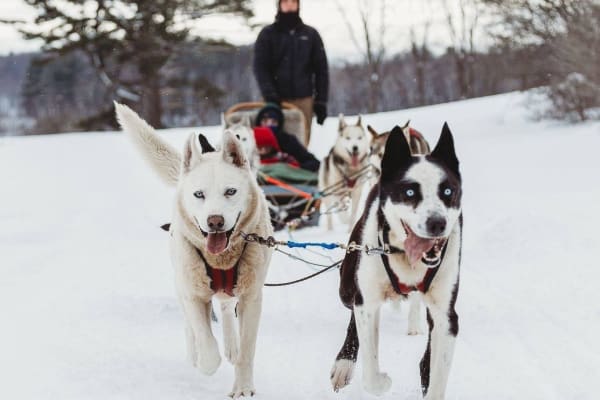 Chiens de traîneau à Saint-Sixte près d'Ottawa-Gatineau
