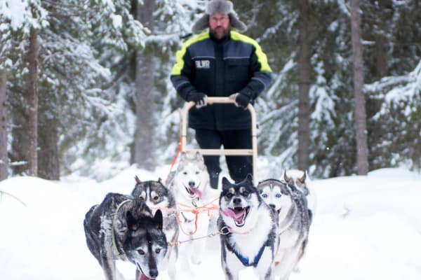 Chiens de traîneau à Luleå