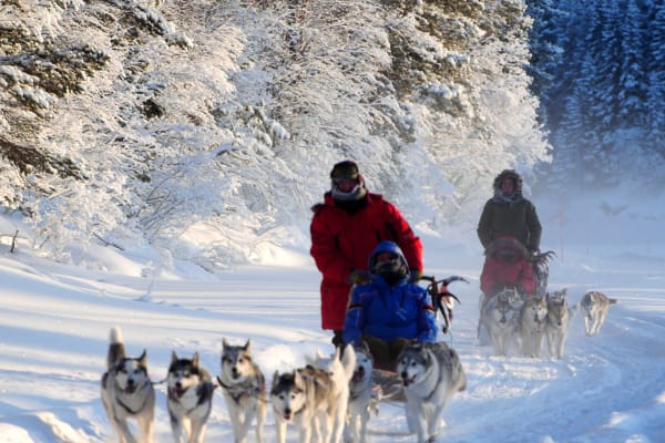 Beginner Self-Drive Dog Sledding from Ekorrsele in Västerbotten