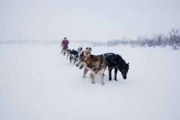 Excursions d'une demi-journée en chiens de traîneau dans la vallée de Tana, Finnmark