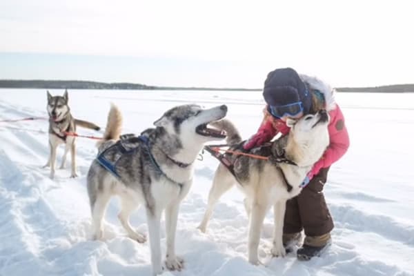 Chiens de traîneau à Rovaniemi