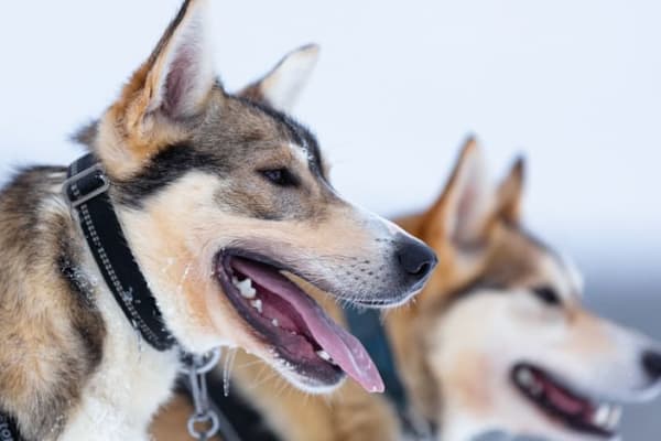 Chiens de traîneau à Levi