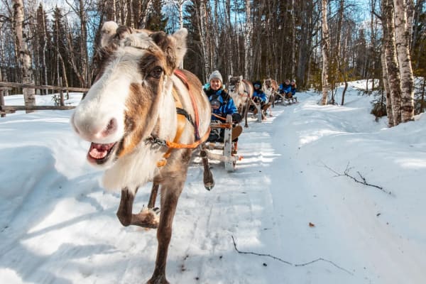 Reindeer Sledding in Rovaniemi