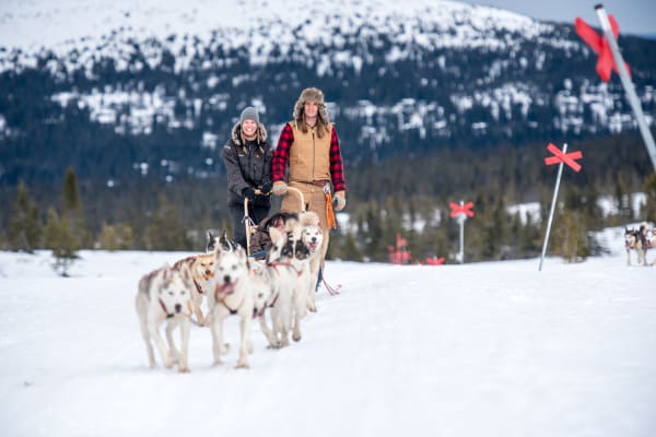Excursion familiale en chiens de traîneau à Sälen 