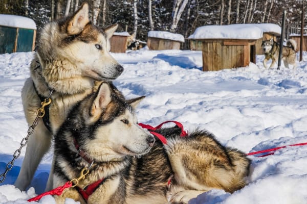 Chiens de traîneau à Tadoussac