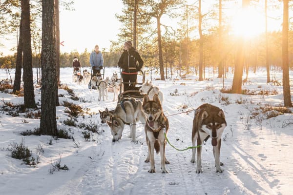 Overnight Dogsledding Expedition in the Wilderness of Dalarna from Enviken