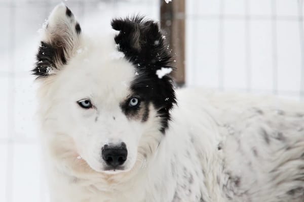 Dog Sledding in Pyha