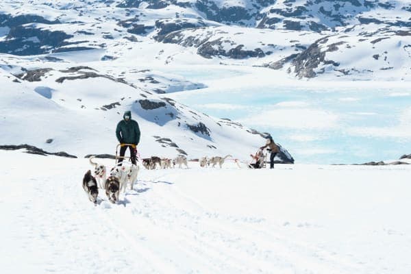 Chiens de traîneau à Jondal