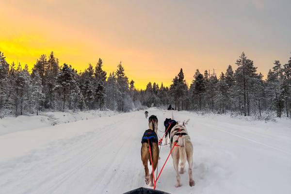 Excursion en chiens de traîneau de 5 km en autonomie à Kemijärvi